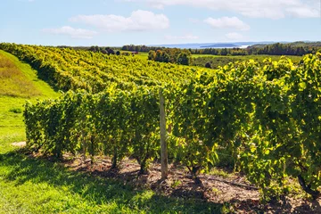 Peel and stick wall murals Sunlit vineyard in Traverse City, with rows of lush green grapevines stretching across rolling hills, framed by a serene rural landscape