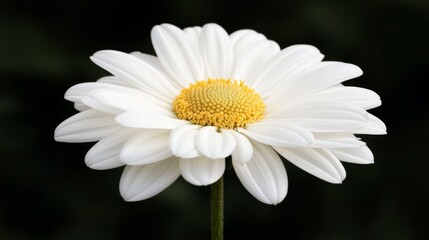 Fototapeta premium Single white daisy flower with yellow center, isolated on black background.