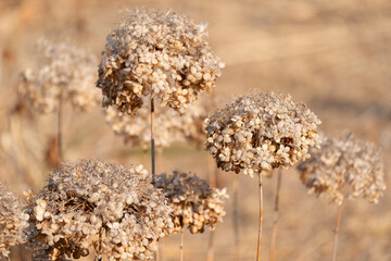 枯れた紫陽花の花の群生