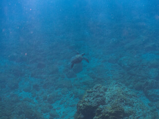 Fototapeta premium ゆったり泳ぐ美しく大きなアオウミガメ（ウミガメ科）。 英名学名：green sea turtle (Chelonia mydas) 静岡県伊豆半島賀茂郡南伊豆町中木ヒリゾ浜2024年 