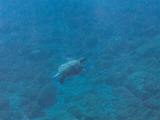 Fototapeta premium ゆったり泳ぐ美しく大きなアオウミガメ（ウミガメ科）。 英名学名：green sea turtle (Chelonia mydas) 静岡県伊豆半島賀茂郡南伊豆町中木ヒリゾ浜2024年 