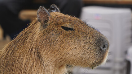 Hydrochoerus hydrochaeris aka capybara close-up head portrait. The largest living rodent.