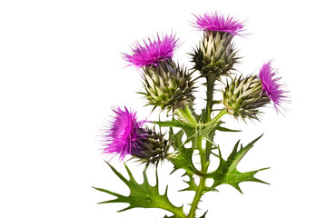 thistle flower isolated on transparent background