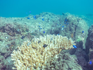 サンゴの白化現象
テーブルサンゴのフタスジリュウキュウスズメダイ、ミツボシクロスズメダイ幼魚、ソラスズメダイ他
英名学名：Chevron Butterflyfish,Chaetodon trifascialis
Threespot dascyllus,Dascyllus trimaculatus
Heavenly Damselfish, Pomacentrus coelestis
中木ヒリゾ浜
