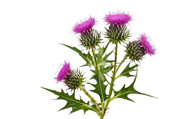 thistle flower isolated on transparent background