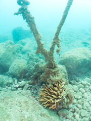 水底に残された古い時代の錨。
美しいエンタクミドリイシ（ミドリイシ科）の群生。
英名学名：Table coral, Leptastrea purpurea
静岡県伊豆半島賀茂郡南伊豆町中木ヒリゾ浜2024年
