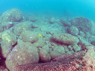 岩場に集まる美しいロクセンフエダイ（フエダイ科）、ソラスズメダイ（スズメダイ科）他の群れ。
英名学名：Five-lined snapper (Lutjanus quinquelineatus) 
Heavenly Damselfish (Pomacentrus coelestis)
静岡県伊豆半島賀茂郡南伊豆町中木ヒリゾ浜2024年
