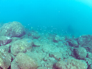 岩場に集まる美しいロクセンフエダイ（フエダイ科）、ソラスズメダイ（スズメダイ科）他の群れ。
英名学名：Five-lined snapper (Lutjanus quinquelineatus) 
Heavenly Damselfish (Pomacentrus coelestis)
静岡県伊豆半島賀茂郡南伊豆町中木ヒリゾ浜2024年
