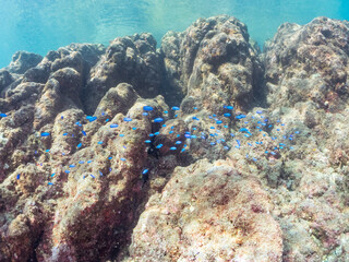 岩場に集まる、美しいソラスズメダイ（スズメダイ科）他の群れ。
英名学名：Heavenly Damselfish (Pomacentrus coelestis)
静岡県伊豆半島賀茂郡南伊豆町中木ヒリゾ浜2024年

