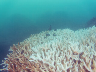 サンゴの白化現象
テーブルサンゴのフタスジリュウキュウスズメダイ、ミツボシクロスズメダイ幼魚、ソラスズメダイ他
英名学名：Chevron Butterflyfish,Chaetodon trifascialis
Threespot dascyllus,Dascyllus trimaculatus
Heavenly Damselfish, Pomacentrus coelestis
中木ヒリゾ浜
