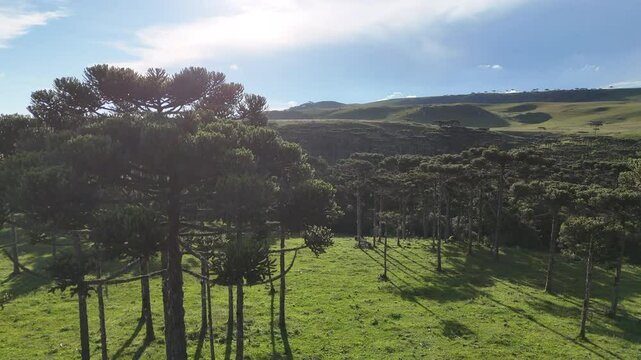 Arauc&aacute;ria Brasil