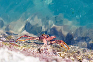 港の水面から見る.
美しいトゲアシガニ（イワガニ科）。
英名学名：TOGEASHI Crab, Percnon planissimum
静岡県伊豆半島賀茂郡南伊豆町中木ヒリゾ浜2024年
