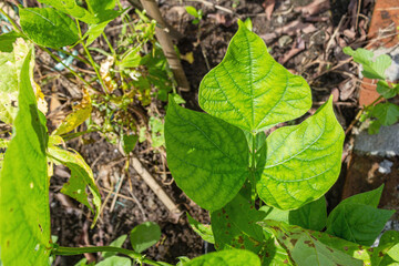 Green Bean Leaf Texture in Garden