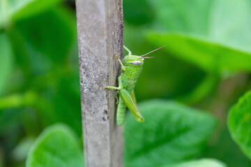 Green Grasshopper on Support Wood for Bean Plant in Garden