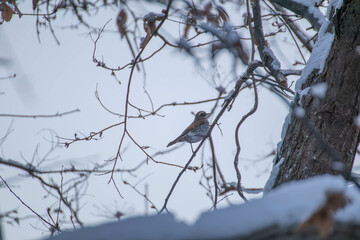 寒さに耐えるツグミ