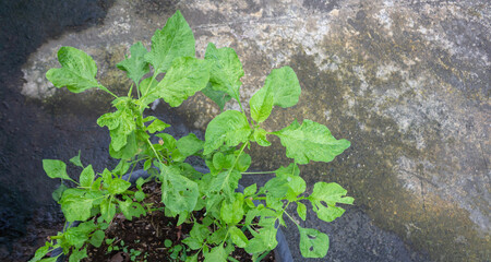Spinach Plant in Pot on Rough Concrete Floor