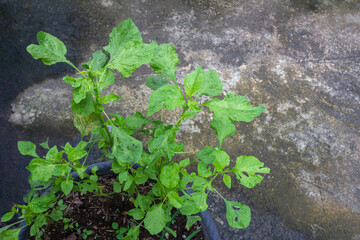 Spinach Plant in Pot on Rough Concrete Floor