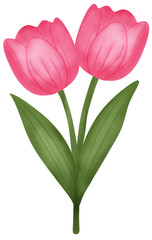 Fototapeta premium bouquet of pink tulips