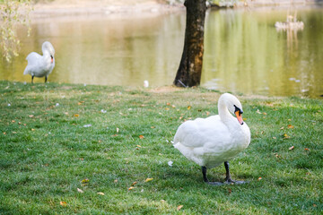 Swans gracefully wandering by the tranquil lake during a sunny afternoon in a serene park