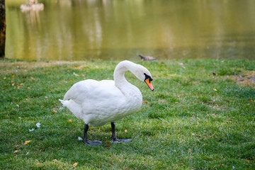 A graceful swan walking on green grass near a tranquil pond on a sunny day