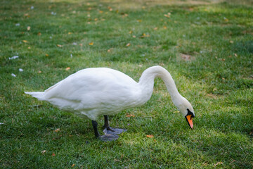 Swan foraging on green grass near a pond in a serene park setting during late afternoon