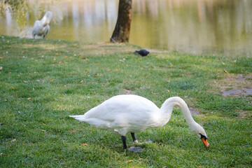 Swans grazing peacefully by a tranquil lakeside on a sunny day in a serene park setting