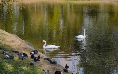 Swans gracefully swim in a tranquil pond surrounded by pigeons on a calm afternoon