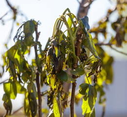 Leaves on a walnut tree after frost.