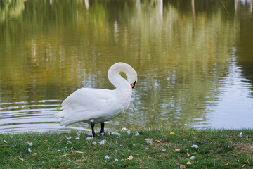 Majestic white swan gracefully stands near a tranquil lake surrounded by lush greenery
