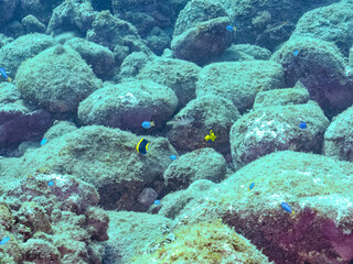 可愛いソメワケヤッコ（キンチャクダイ科）の幼魚他。
ソラスズメダイ（スズメダイ科）他の群れ。
英名学名：Bicolor angelfish (Centropyge bicolor) 
Heavenly Damselfish (Pomacentrus coelestis)
静岡県伊豆半島賀茂郡南伊豆町中木ヒリゾ浜2024年
