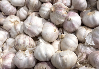 A pile of white garlic bulbs