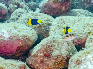 可愛いソメワケヤッコ（キンチャクダイ科）の幼魚他。
ソラスズメダイ（スズメダイ科）他の群れ。
英名学名：Bicolor angelfish (Centropyge bicolor) 
Heavenly Damselfish (Pomacentrus coelestis)
静岡県伊豆半島賀茂郡南伊豆町中木ヒリゾ浜2024年
