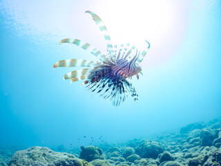 美しく大きなハナミノカサゴ（ミノカサゴ亜科）他。
英名学名：Red Lionfish (Pterois volitans)
岩場に集まる、美しいソラスズメダイ（スズメダイ科）他の群れ。
英名学名：Heavenly Damselfish (Pomacentrus coelestis)
静岡県伊豆半島賀茂郡南伊豆町中木ヒリゾ浜2024年
