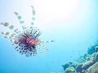 美しく大きなハナミノカサゴ（ミノカサゴ亜科）他。
英名学名：Red Lionfish (Pterois volitans)
岩場に集まる、美しいソラスズメダイ（スズメダイ科）他の群れ。
英名学名：Heavenly Damselfish (Pomacentrus coelestis)
静岡県伊豆半島賀茂郡南伊豆町中木ヒリゾ浜2024年
