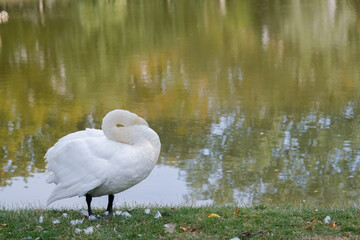 A graceful white swan resting by a serene lake surrounded by lush greenery on a sunny afternoon