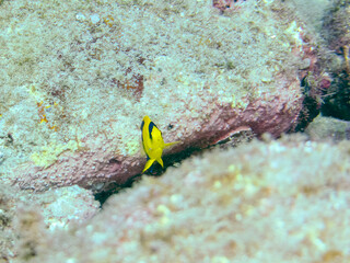 可愛いソメワケヤッコ（キンチャクダイ科）の幼魚他。
ソラスズメダイ（スズメダイ科）他の群れ。
英名学名：Bicolor angelfish (Centropyge bicolor) 
Heavenly Damselfish (Pomacentrus coelestis)
静岡県伊豆半島賀茂郡南伊豆町中木ヒリゾ浜2024年
