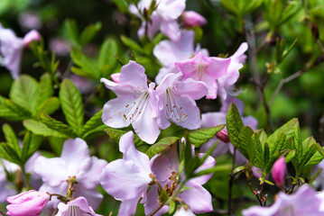 Obraz premium Rhododendron schlippenbachii, also called royal azalea, blooming in spring on the Russian Far East, surrounded by fresh green foliage, highlighting the region’s natural beauty