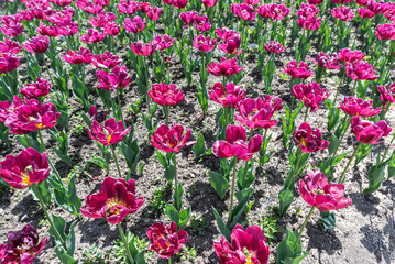 Field of bright pink fuchsia tulips in full bloom under sunlight. The flowers are likely of the 