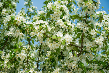 Flowering apple tree branches with fragrant white blossoms against a bright blue spring sky. Perfect as a nature background or postcard with copy space