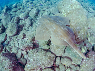 ゆったり泳ぐ,
大きく美しいカスザメ（カスザメ科）
英名学名：Japanese...