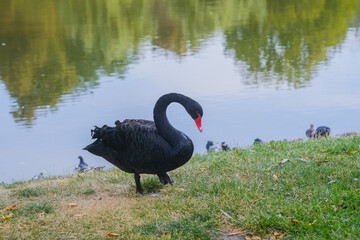 Black swan standing gracefully by the water's edge with ducklings in the background
