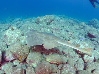 ゆったり泳ぐ,
大きく美しいカスザメ（カスザメ科）
英名学名：Japanese...