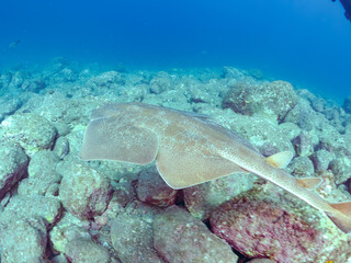 ゆったり泳ぐ,
大きく美しいカスザメ（カスザメ科）
英名学名：Japanese Angelshark, Squatina japonica
静岡県伊豆半島賀茂郡南伊豆町中木ヒリゾ浜2024年
