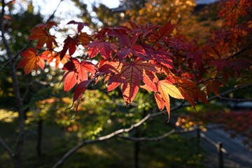 red maple leaves