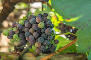 Close-up of sulphated grapes on the vine