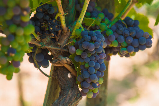 Bunches of red grapes in espalier vines in Rias Baixas, Pontevedra, Galicia, Spain