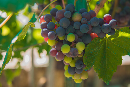 Bunches of red grapes in espalier vines in Rias Baixas, Pontevedra, Galicia, Spain
