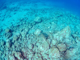 ゆったり泳ぐ,
大きく美しいカスザメ（カスザメ科）
英名学名：Japanese Angelshark, Squatina japonica
静岡県伊豆半島賀茂郡南伊豆町中木ヒリゾ浜2024年
