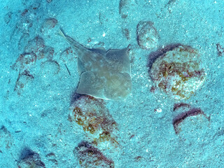 ゆったり泳ぐ,
大きく美しいカスザメ（カスザメ科）
英名学名：Japanese...