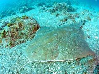 Fototapeta premium ゆったり泳ぐ, 大きく美しいカスザメ（カスザメ科） 英名学名：Japanese Angelshark, Squatina japonica 静岡県伊豆半島賀茂郡南伊豆町中木ヒリゾ浜2024年 